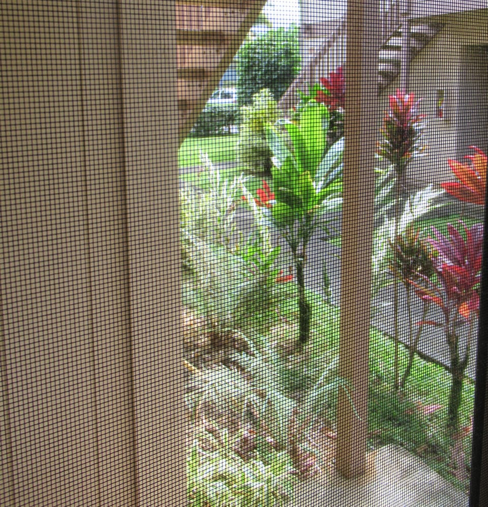 View from inside the Studio looking out the Screen door.