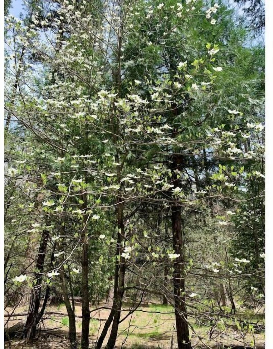 Dogwood forests in spring time