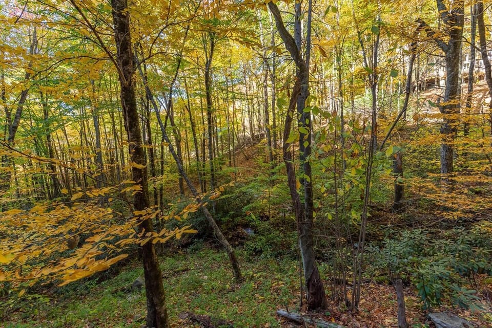 Wooded surroundings. 