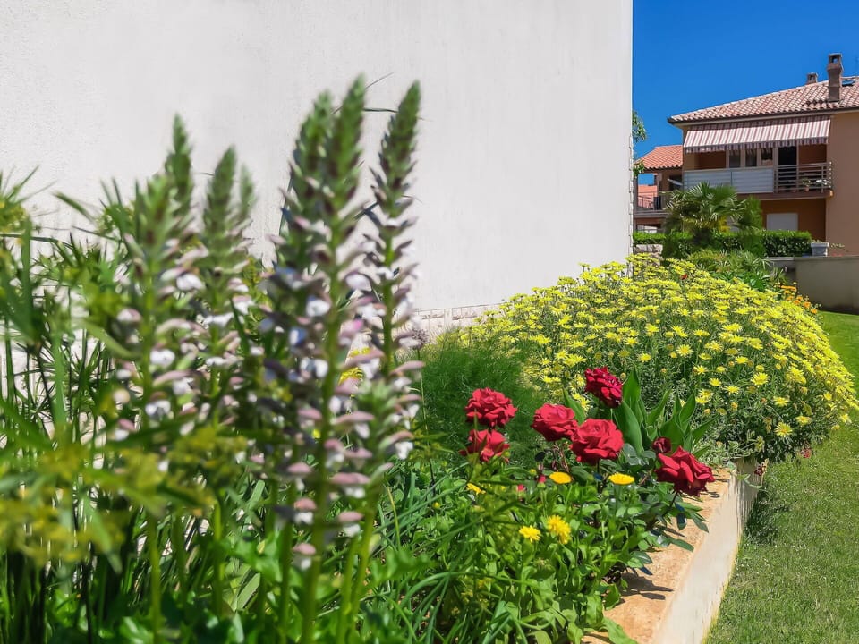 Flower, Plant, Building, Plant Community, Window, Terrestrial Plant, House, Wall, Grass, Shrub