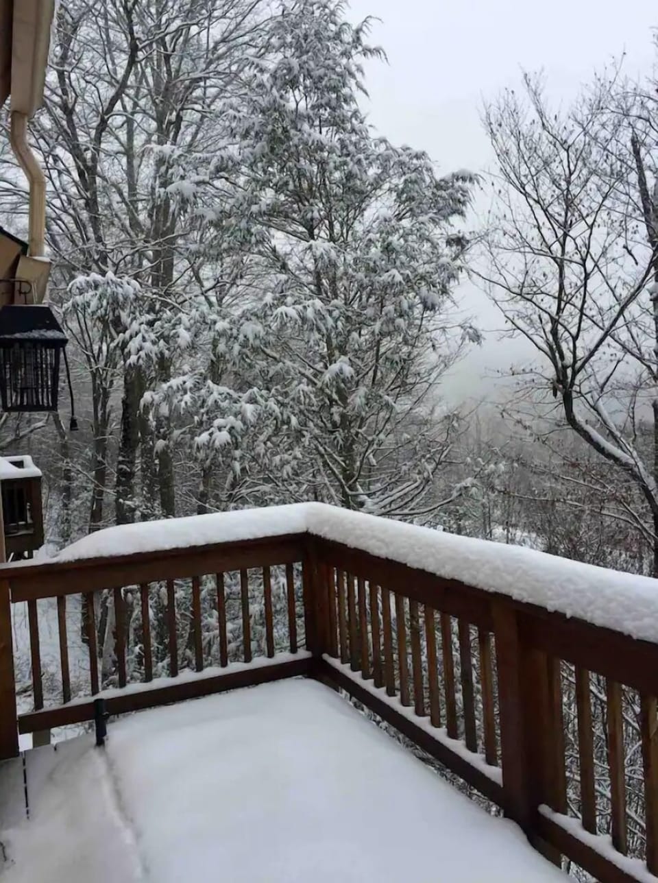 Enjoy the Winter land views through the trees