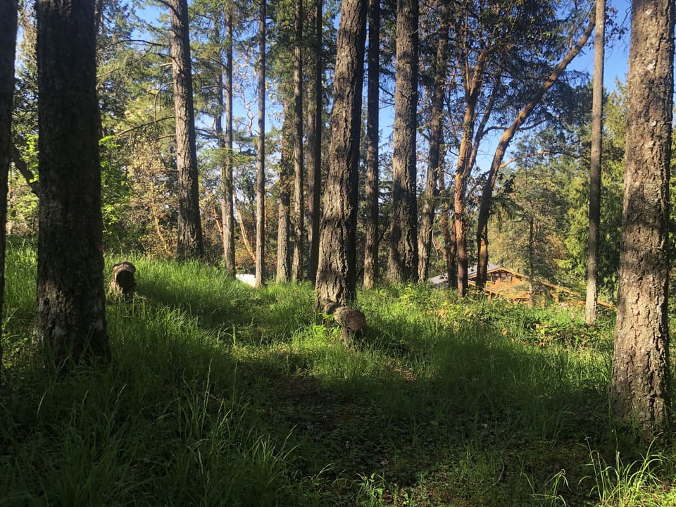 View back to the house from the forest. 