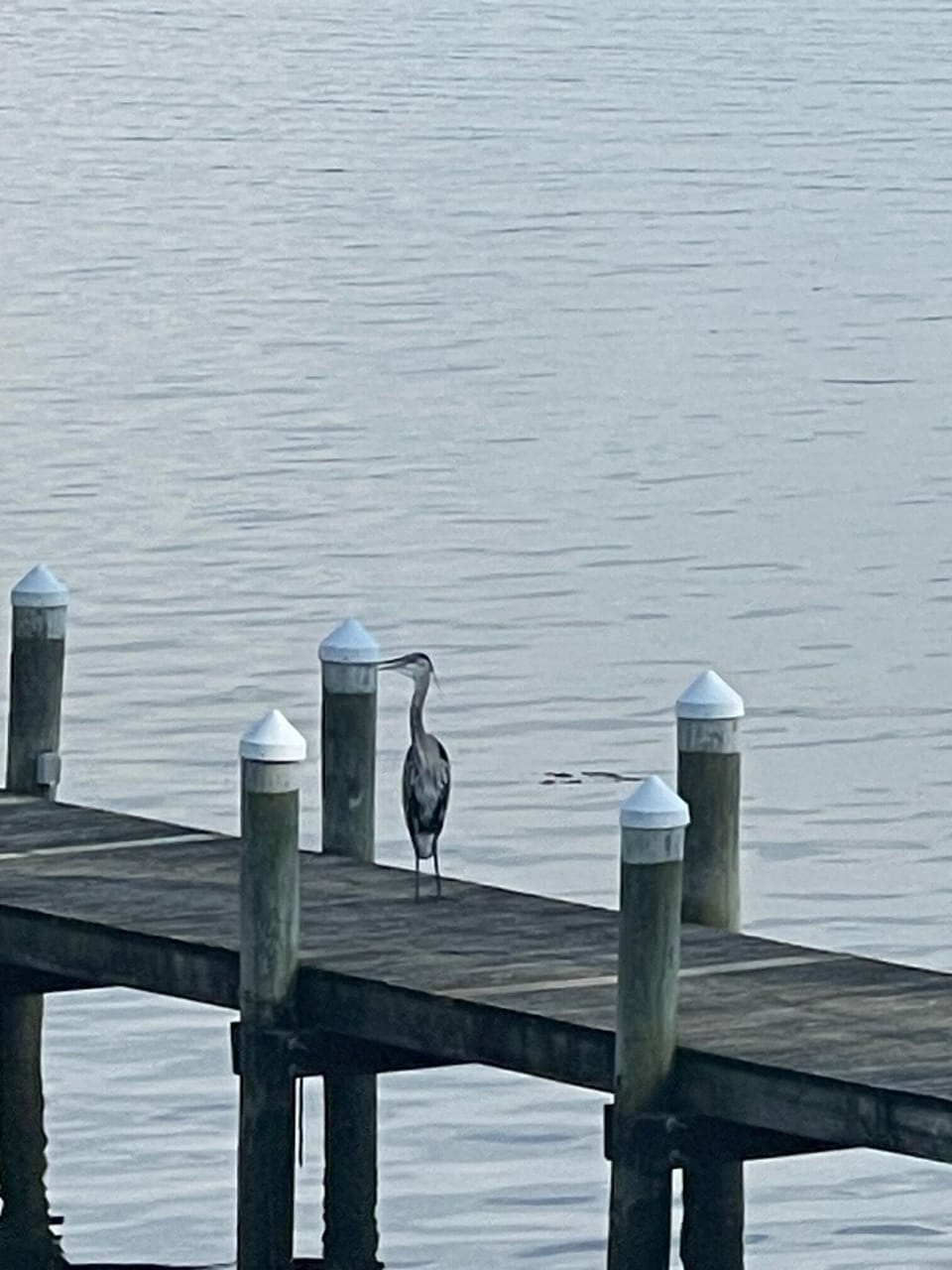 Wildlife 2