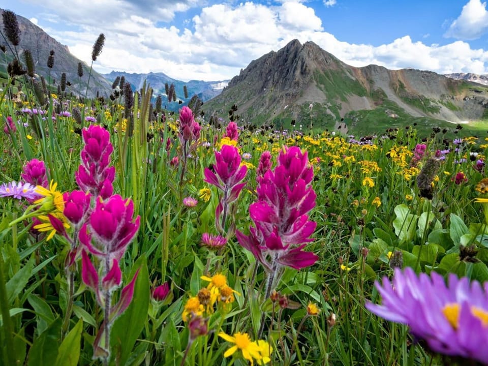 Summer wildflowers in Colorado are amazing