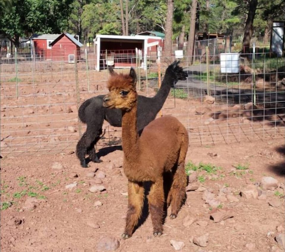 Llama / alpacas at Deer Farm
