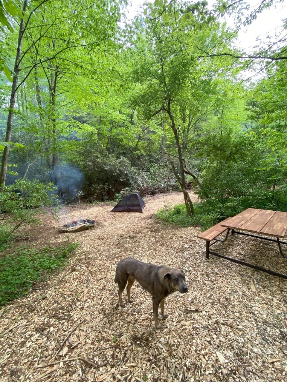 Picnic table, fire ring and spots for several tents