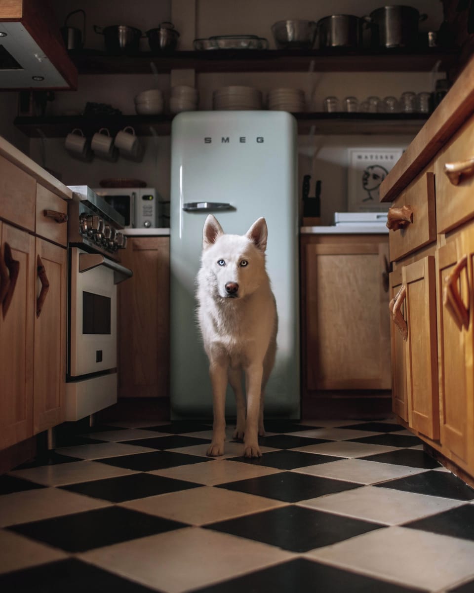 Pet friendly! Photo by @roamwildwithus