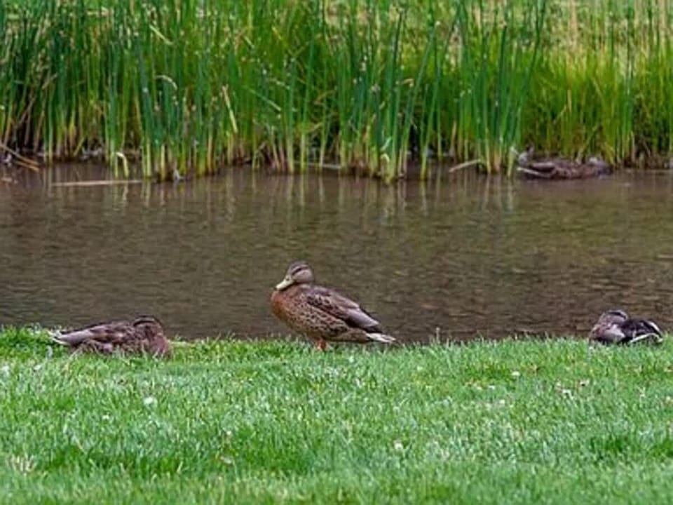 Wildlife you may see during your stay
