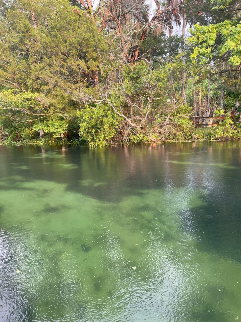 Enjoy the crystal clear waters of the springs, just a short ride away