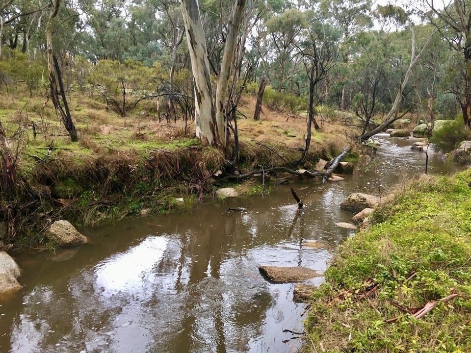 Reedy Creek Reserve 500m from our Doorstep