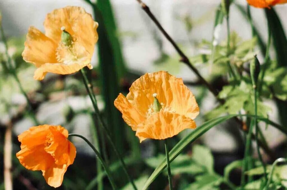 Flowers (1)