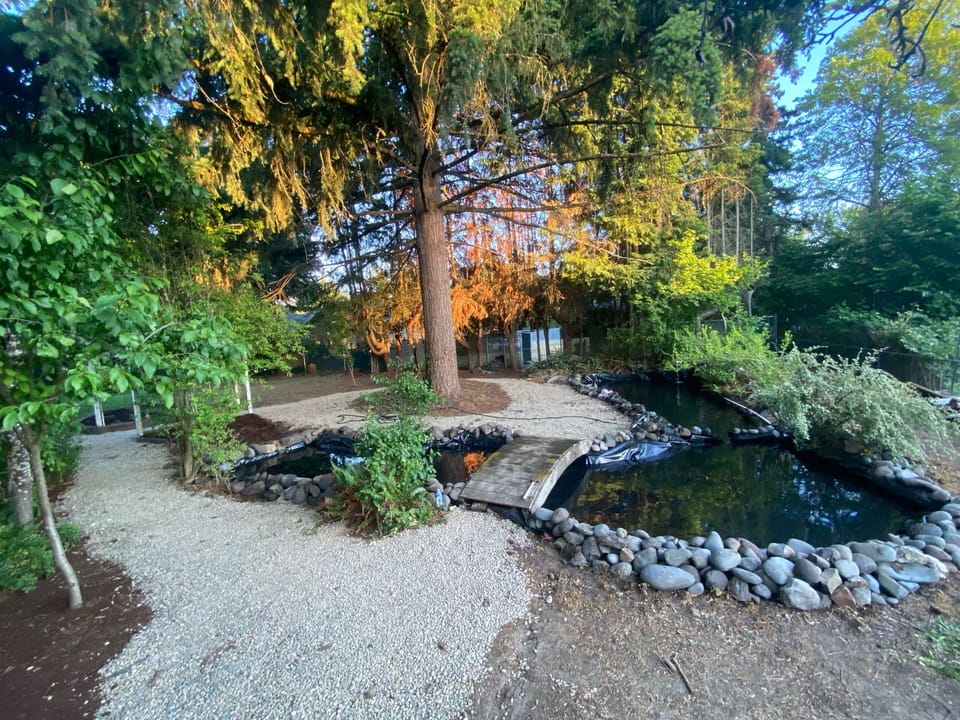Backyard oasis and pond