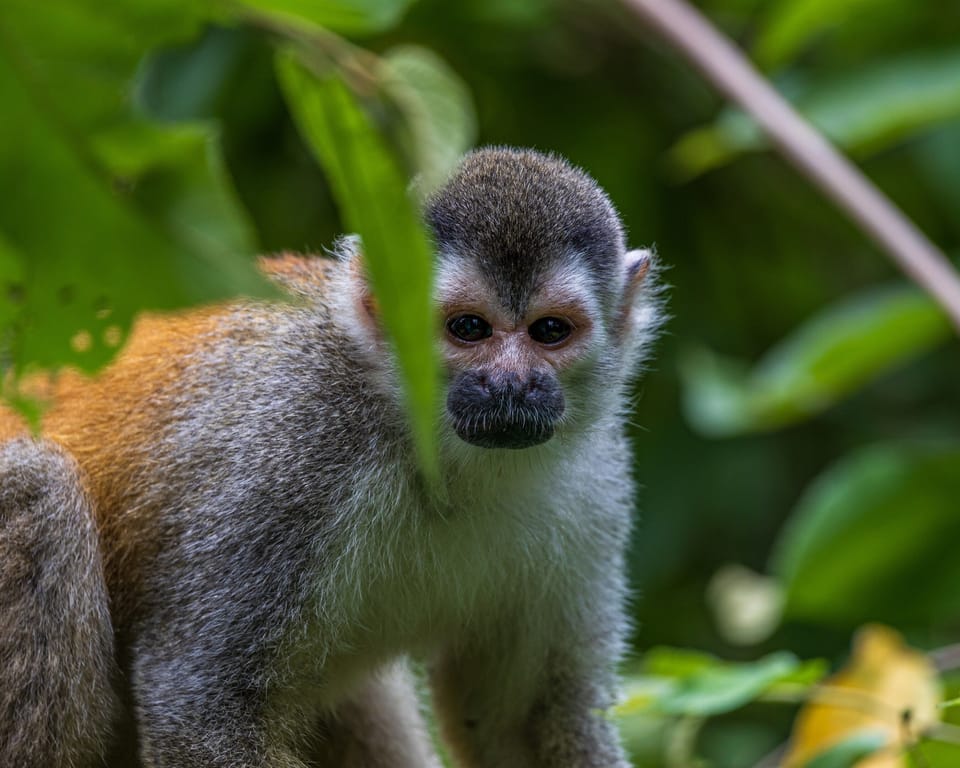 Titi Monkey