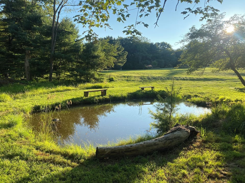 pond in lower field containing 1 giant goldfish!