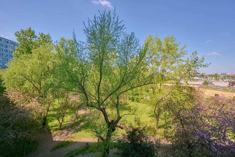 A serene outdoor view of lush green trees and open space, perfect for nature lovers.
