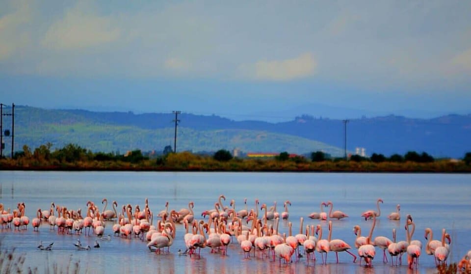 Messolongi lagoon (200 metres)-A flamingo sanctuary