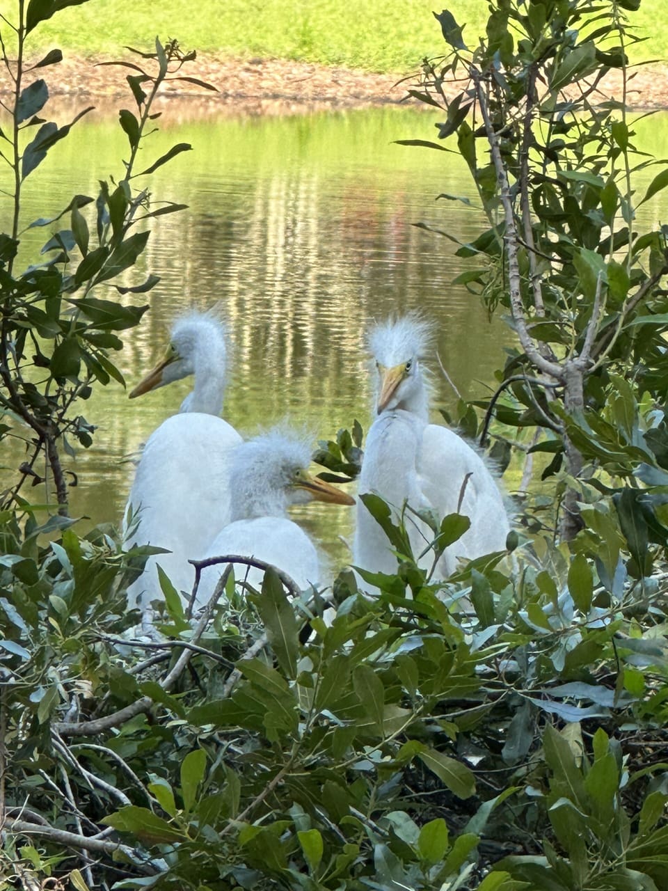 New Baby Egret Hatchlings in the Rookery 