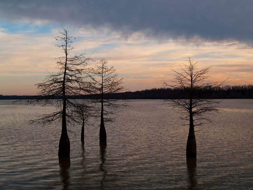 cypress trees in lake- common view