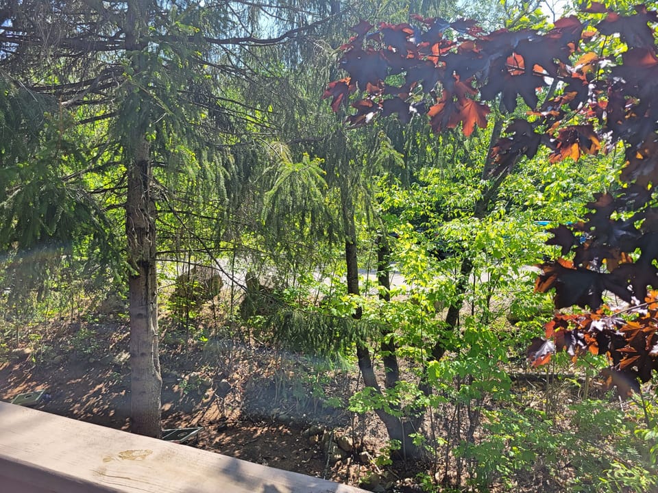 Shady view from deck