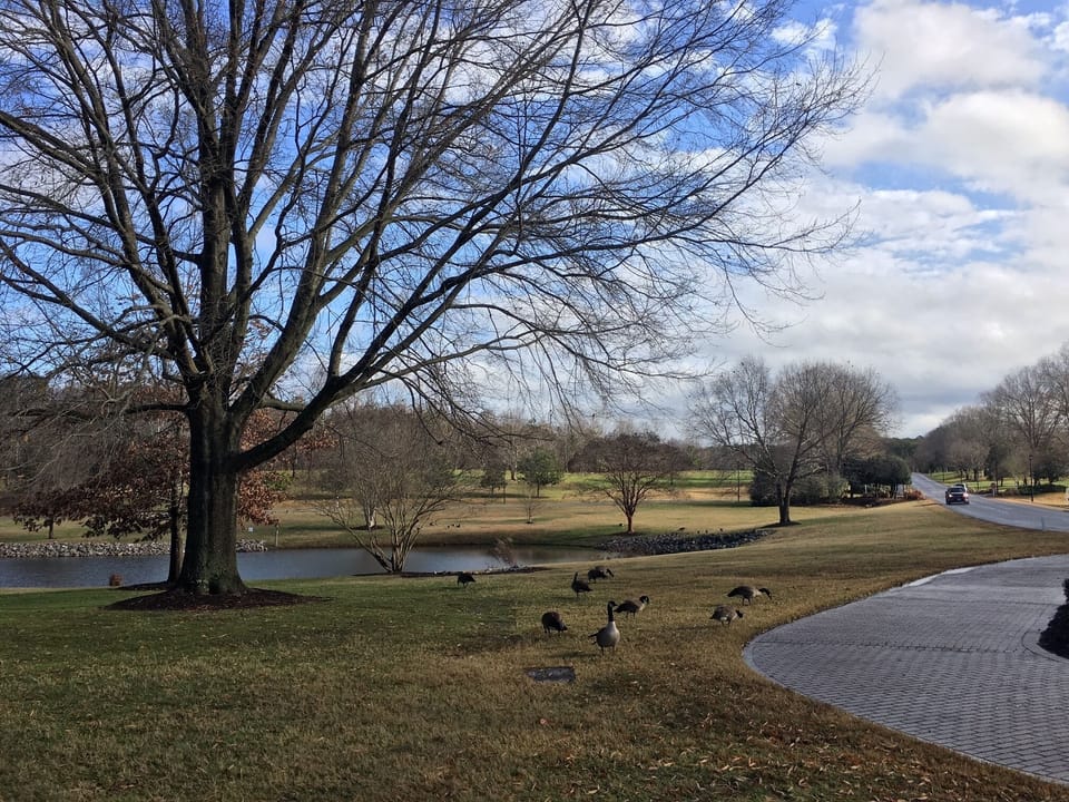 Even the ducks enjoy the views at Historic Powhatan!