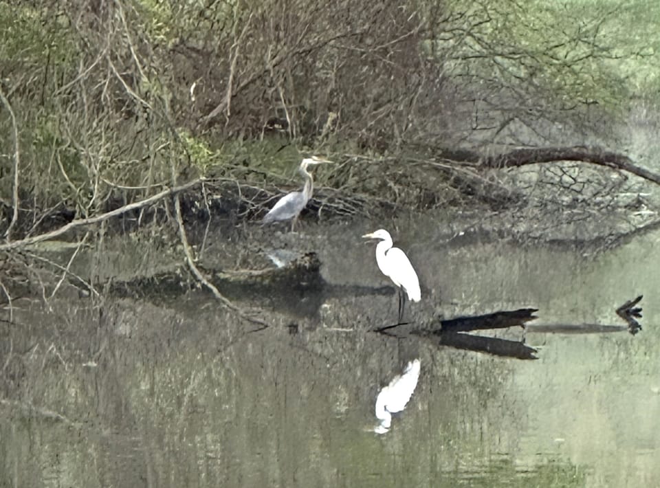 Early morning hikes will bring you near the statuesque Great Blue Heron. 