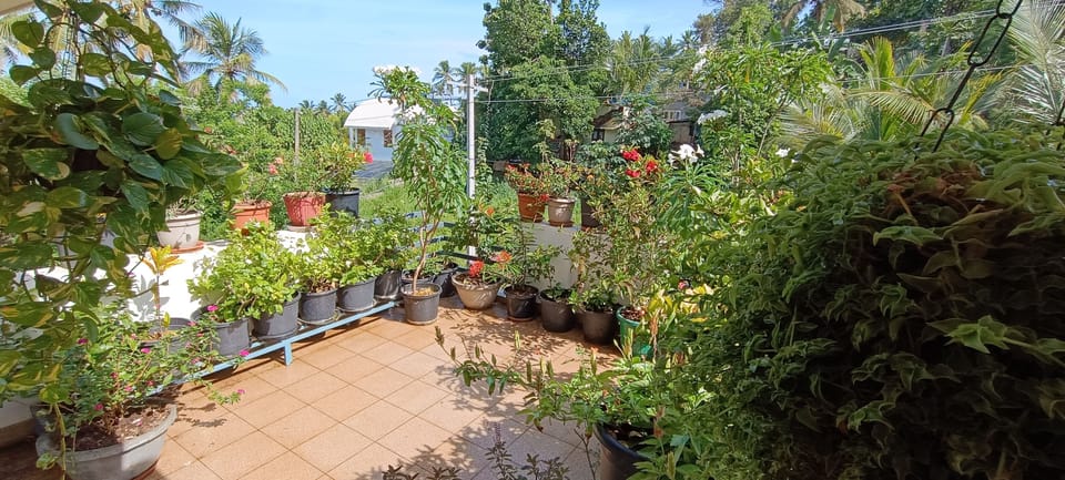 House | Property grounds