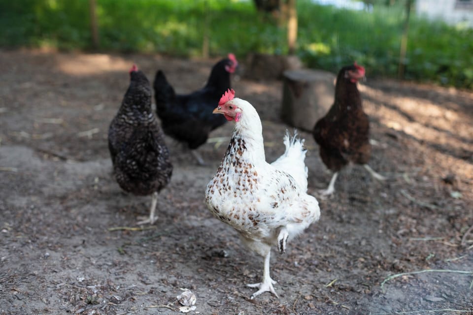 Garden Chickens 
