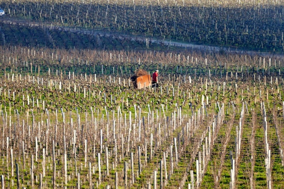 Vineyard