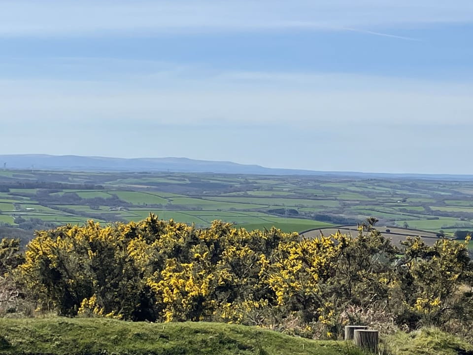 Gorse covered Exmoor