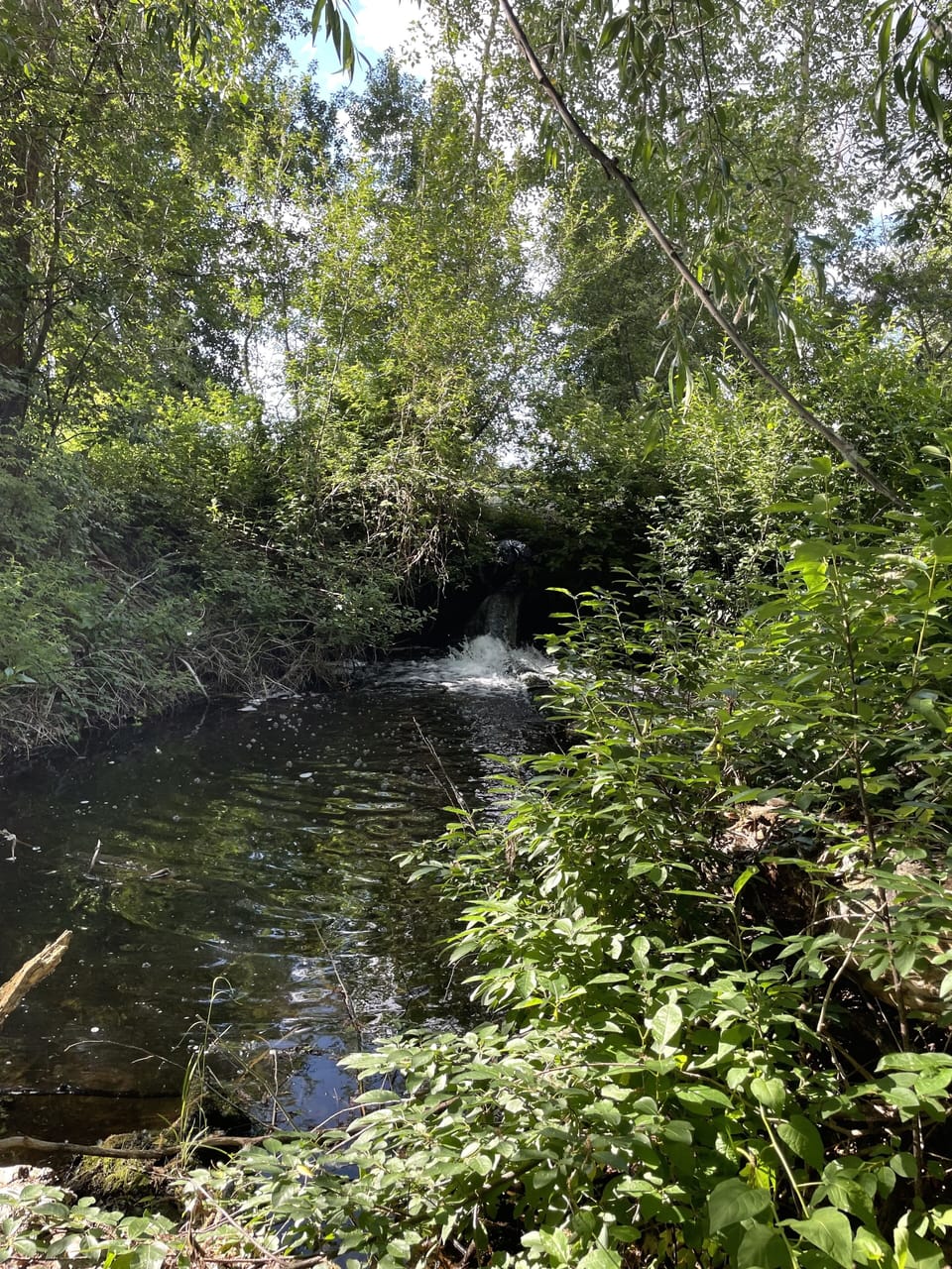 Babbling brook along the edge of the shaded lawn.