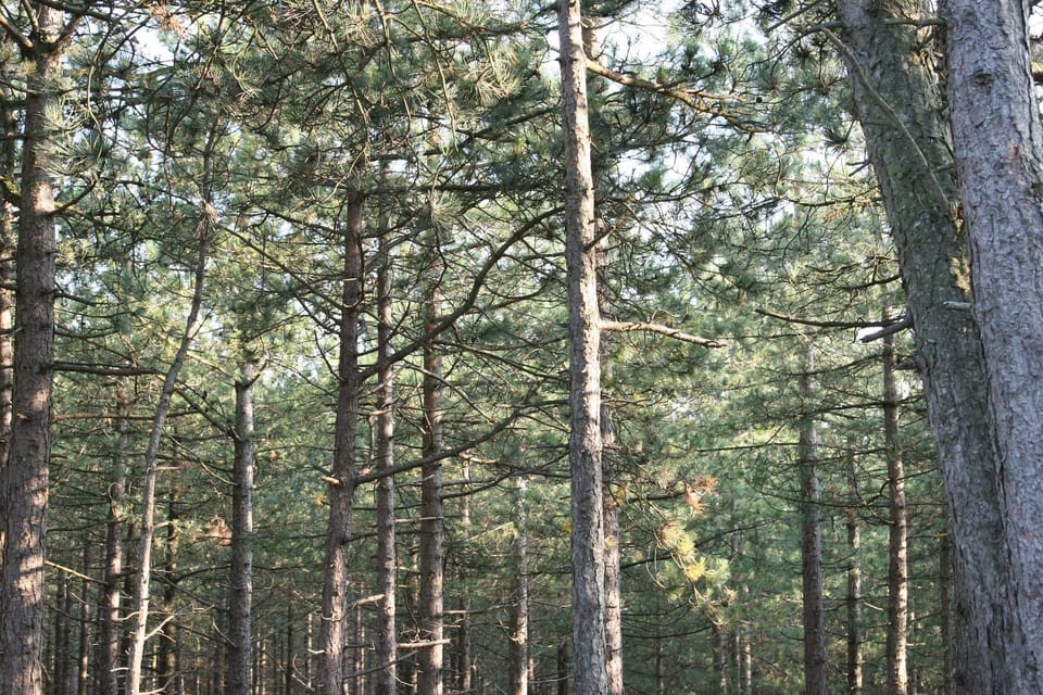 Surroundings [summer] (1-5 km)