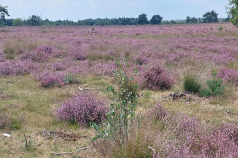 Region [summer] (>5 km)