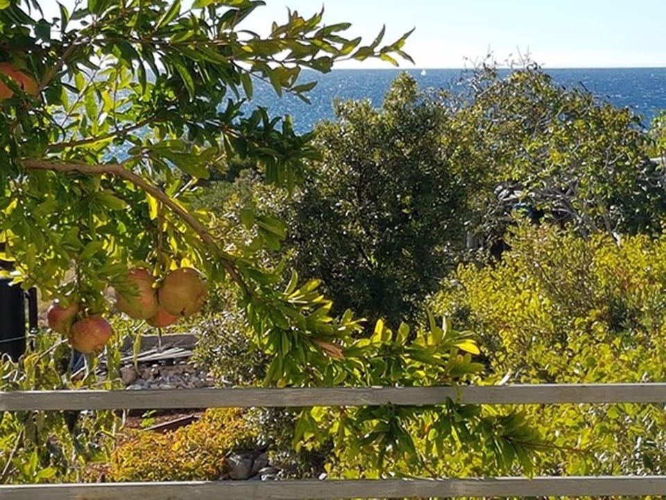 Garden [summer]