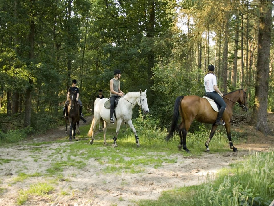Holiday Park Facilities and Services 