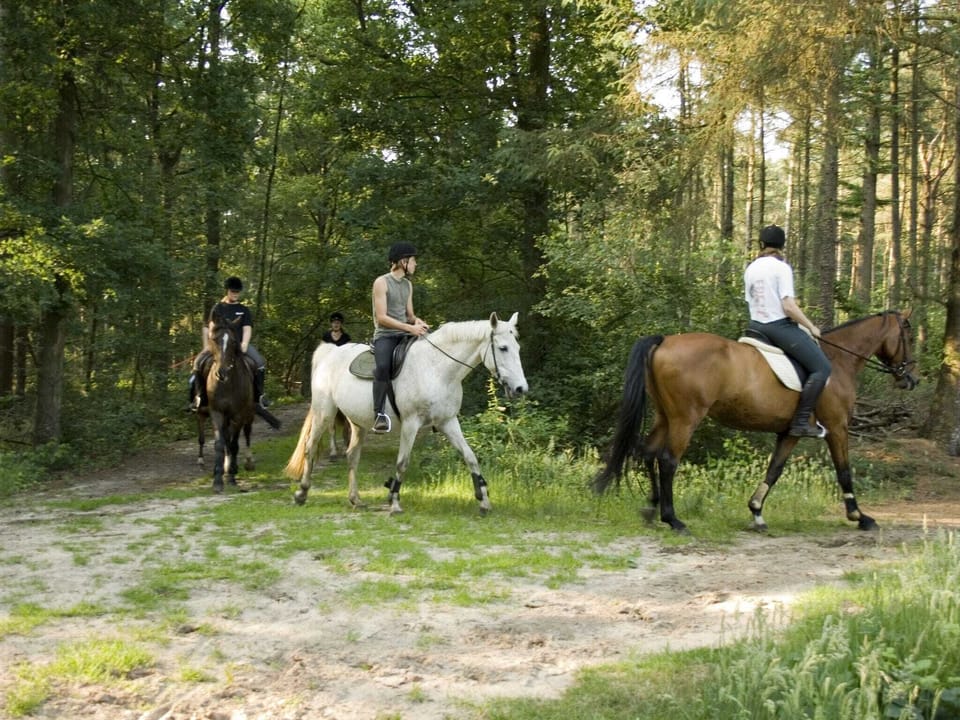 Holiday Park Facilities and Services 