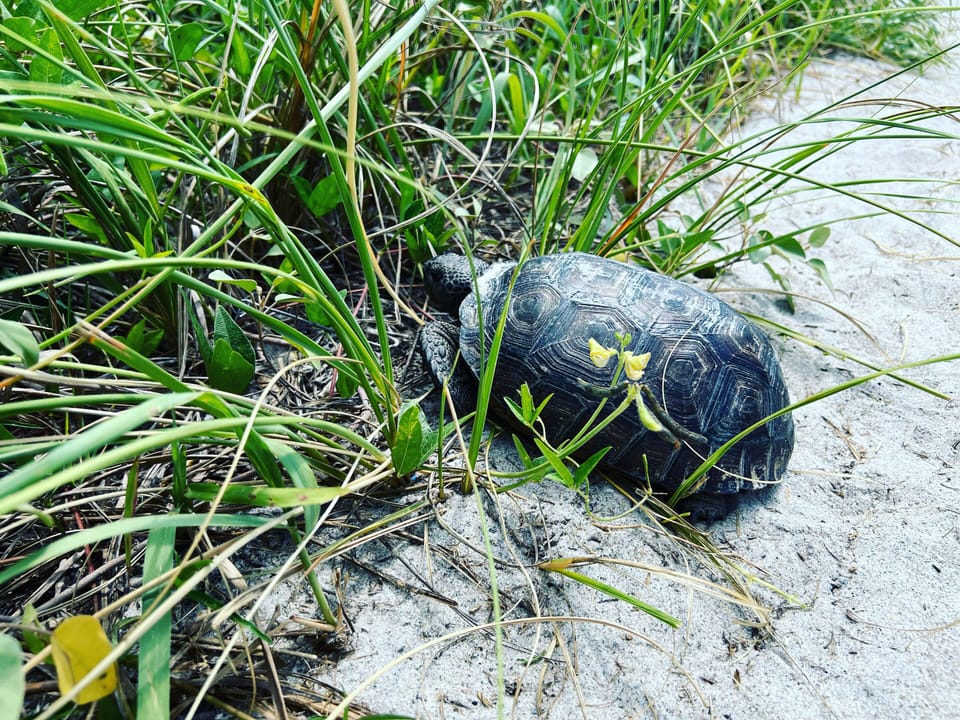 Friendly turtle on morning walk to beach