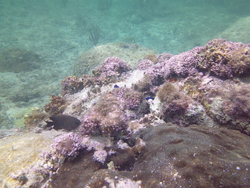 Snorkel right off the beach
