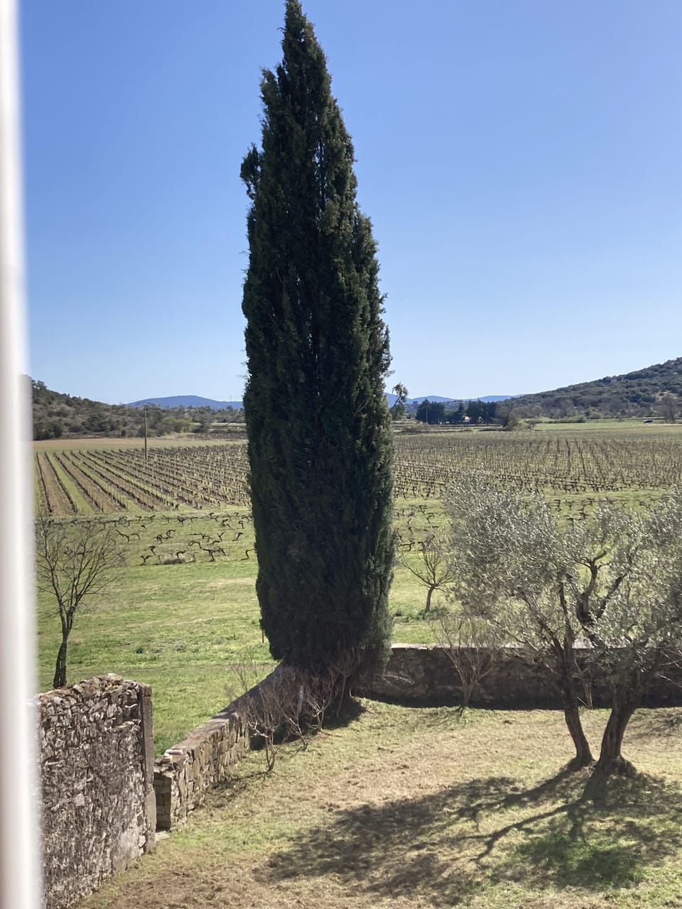 Looking out over the vineyard