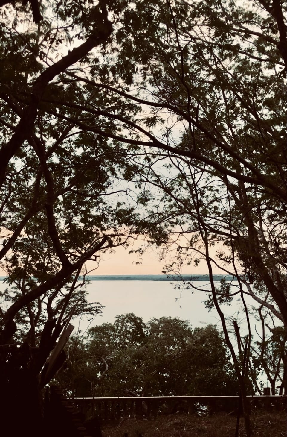 Hummingbird | View from room