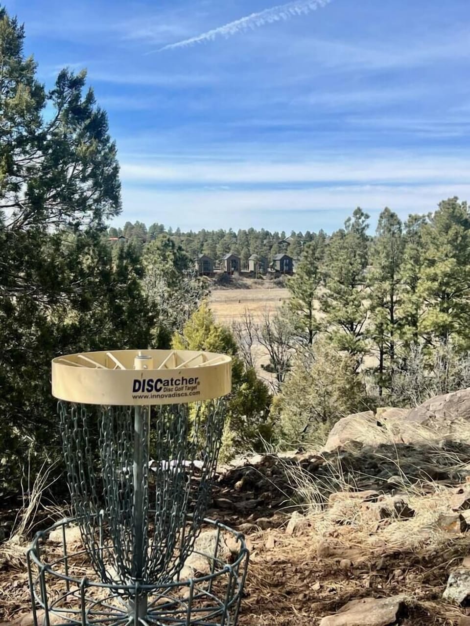 Disc Golf course weaving in and out of the pine trees