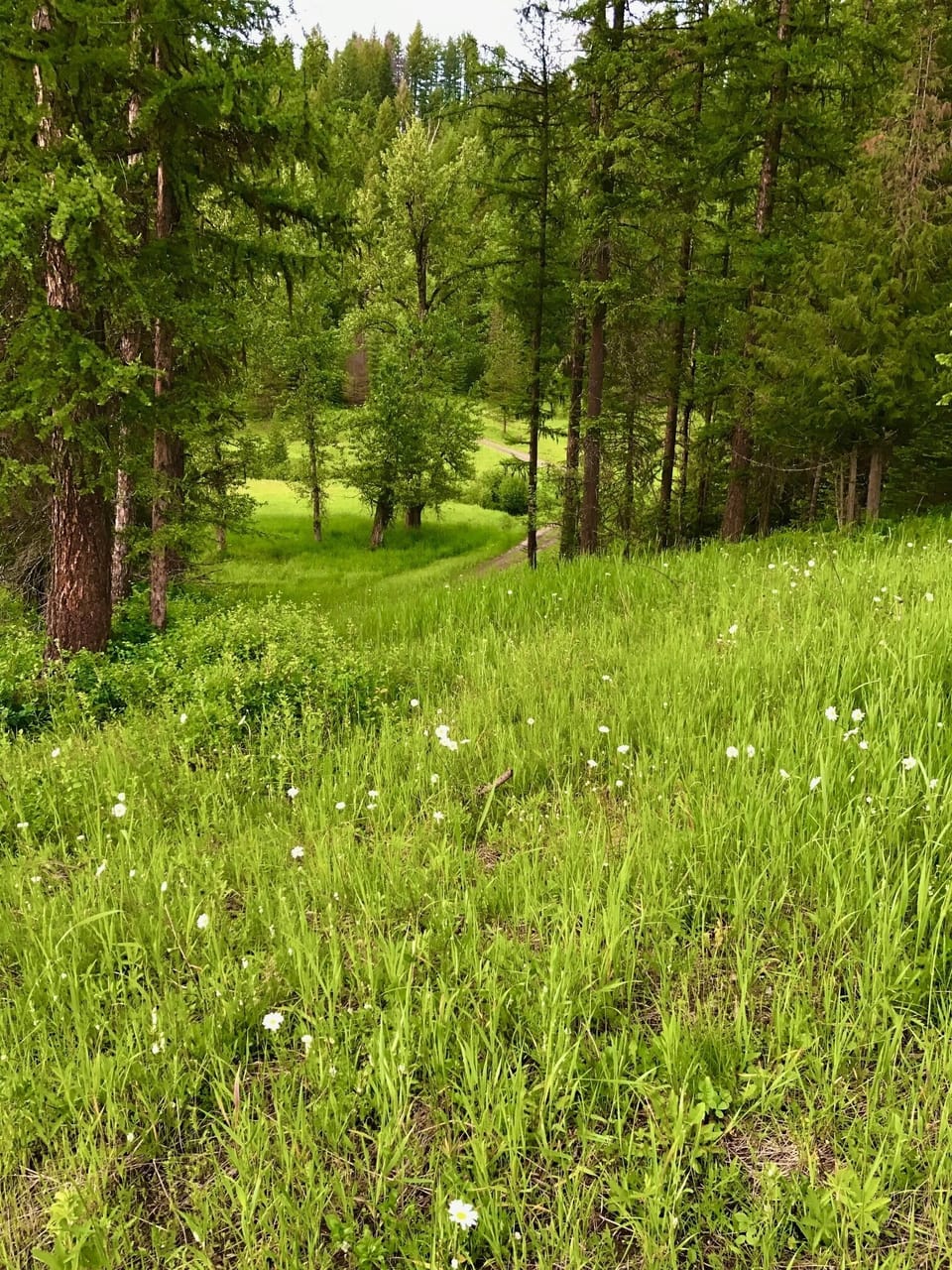 More hiking trails/ roads 