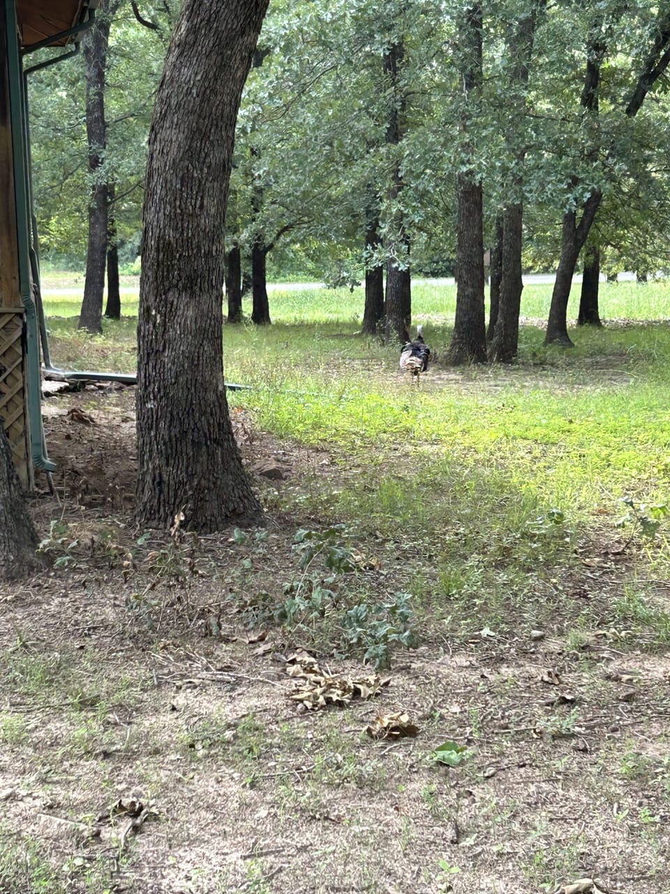 Treed acreage makes you feel like you are really in the woods.