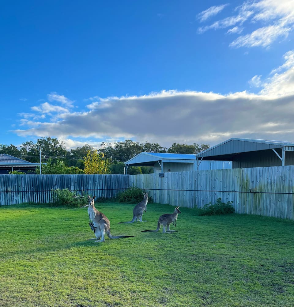 Back yard 