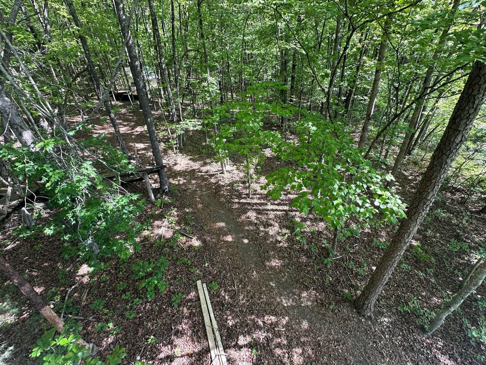 Looking down at the forest floor from 25ft high in the forest canopy up the trail to Serene Seven