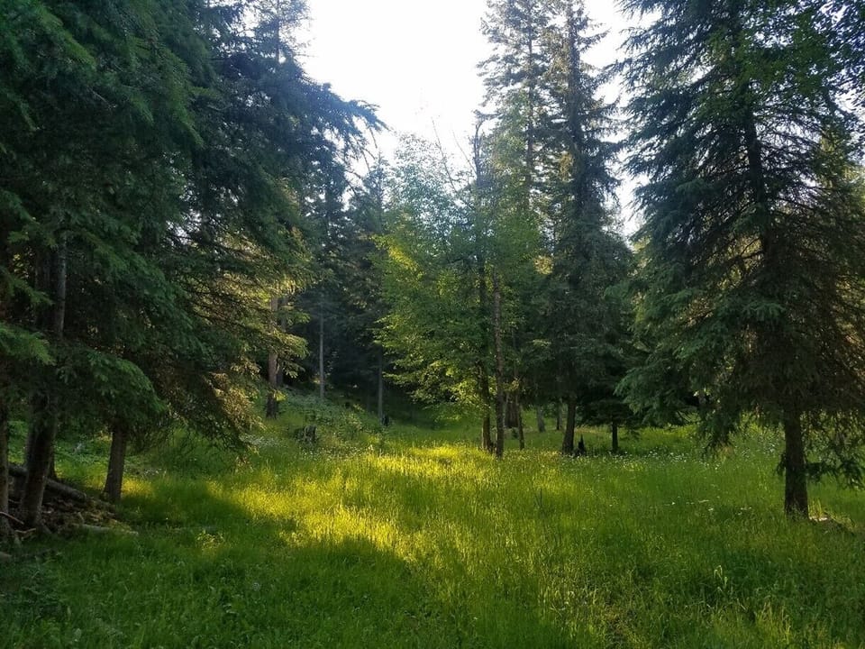Lower meadow