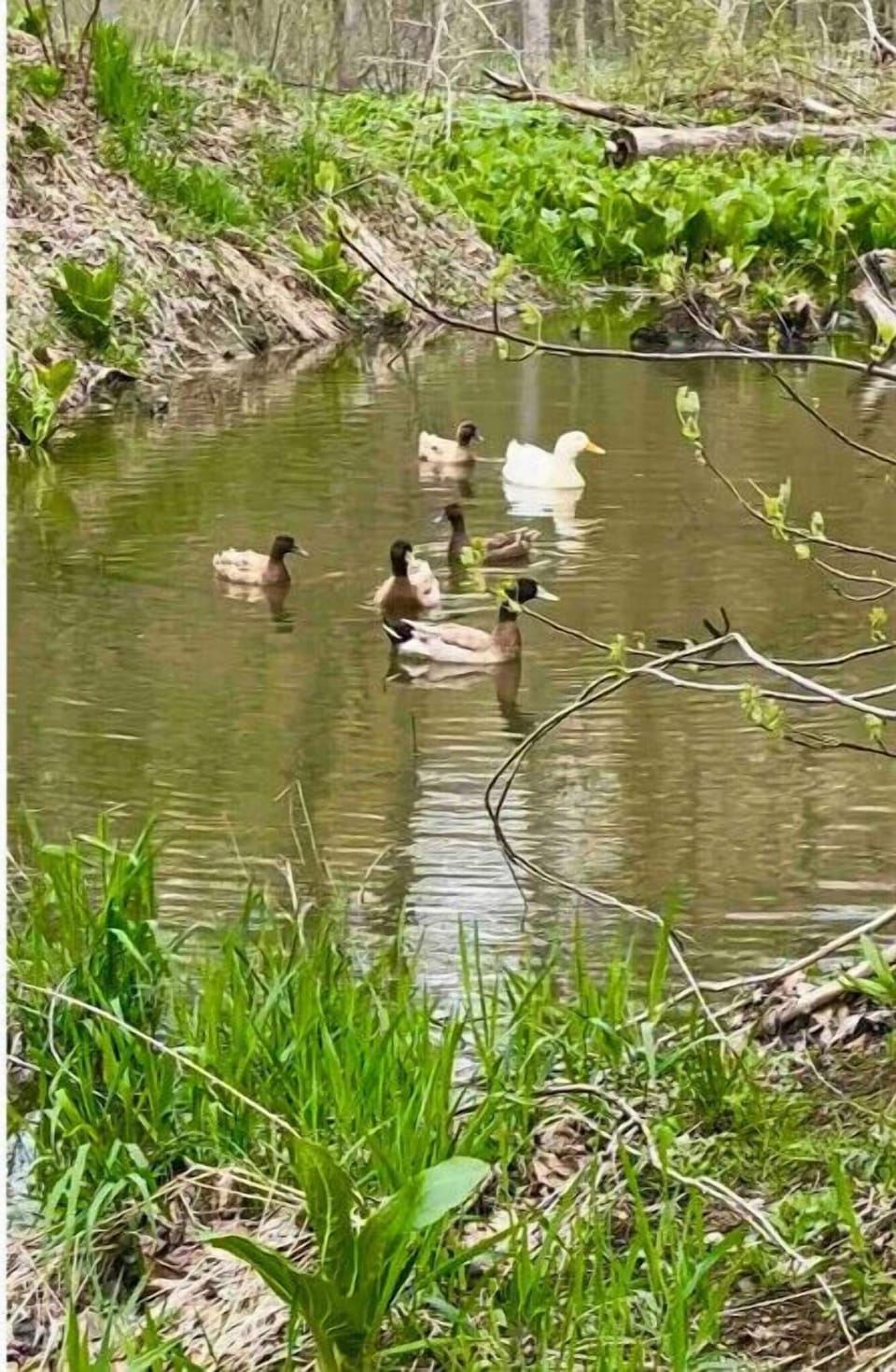 Duck pond 🦆at our Eagle park