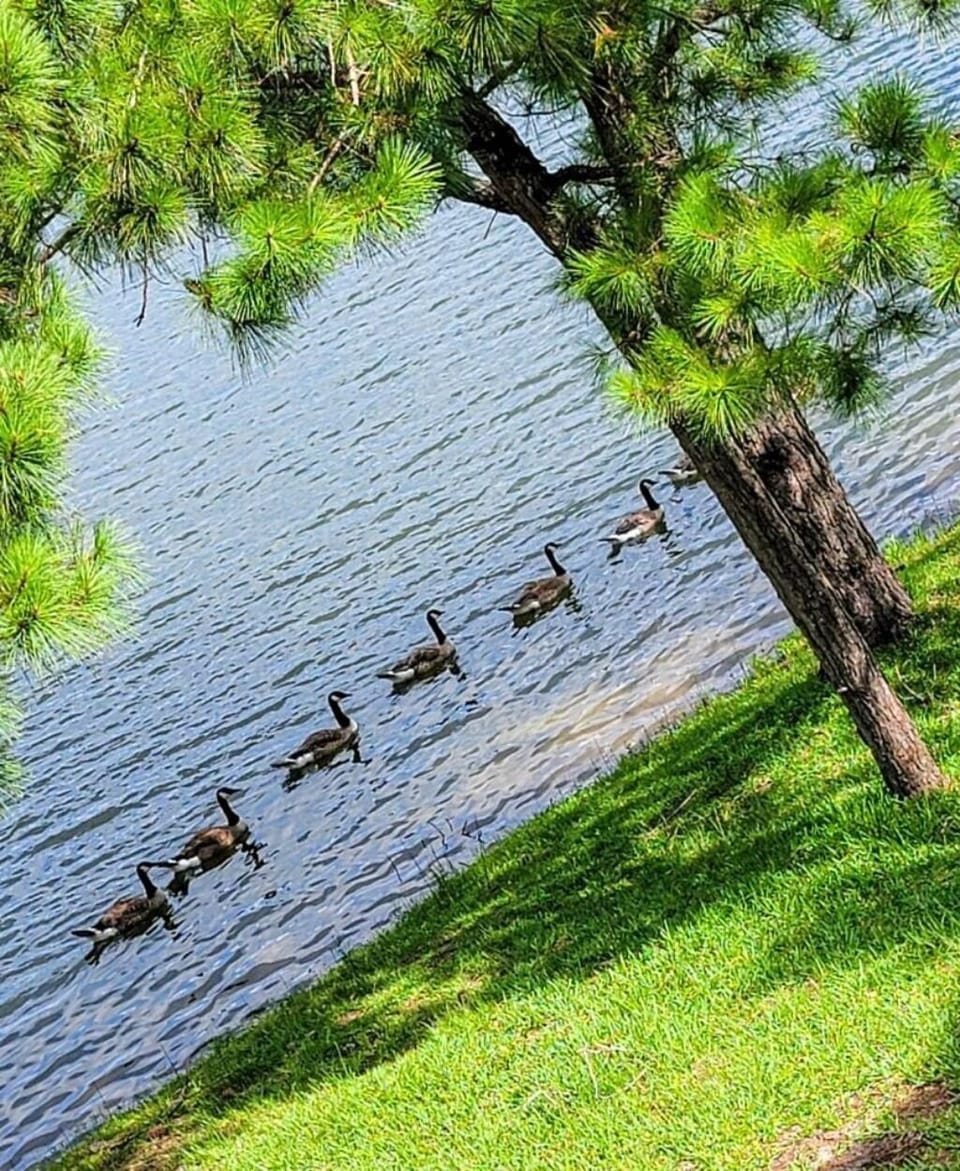 Where relaxation meets nature's beauty