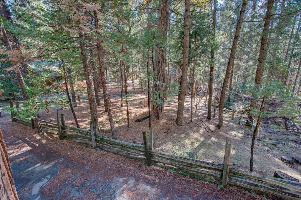 View of the surrounding forest