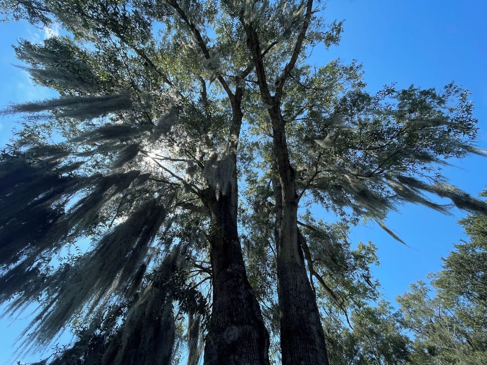 love that spanish-moss-covered oak tree