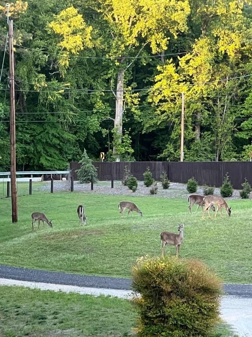 Local wildlife frequently roam in the front yard alongside the main driveway..
